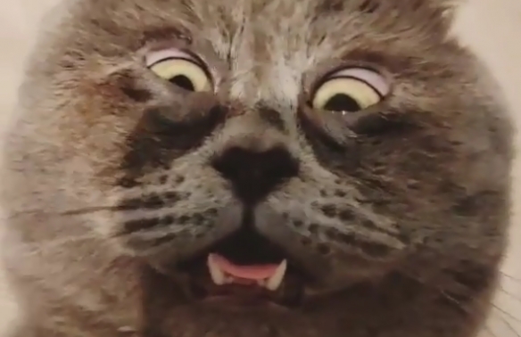 天生自帶表情包的貓貓 表情誇張每張都能成為迷惑圖