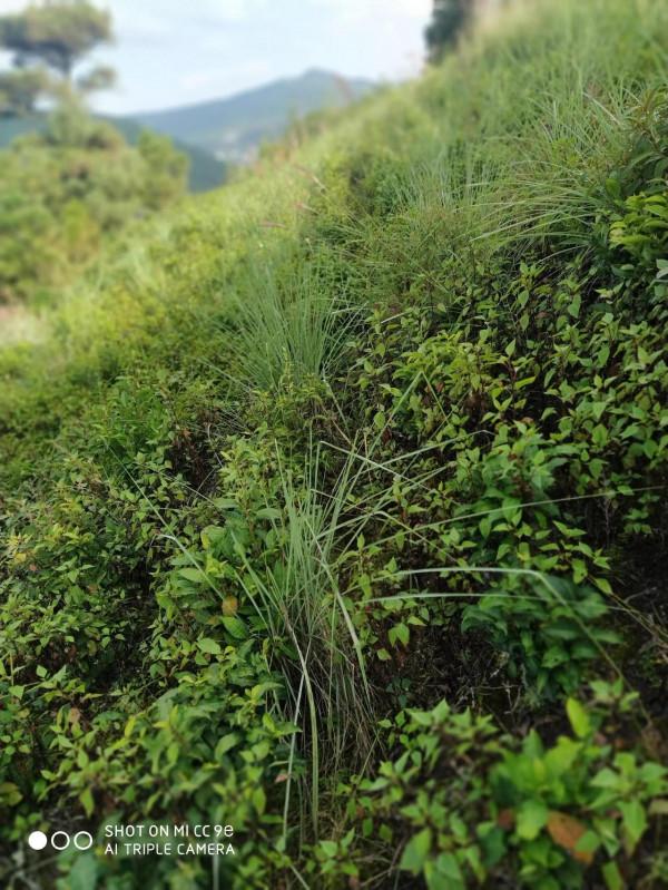 帶你走進茶的世界 帶你走進茶的世界