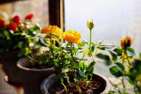 環保養花 月季少打藥 防治病蟲害的方法