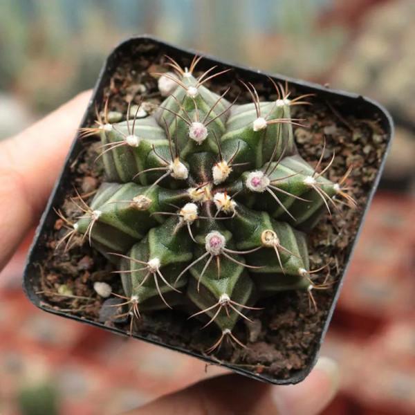 仙人球名品介紹之“瑞雲”