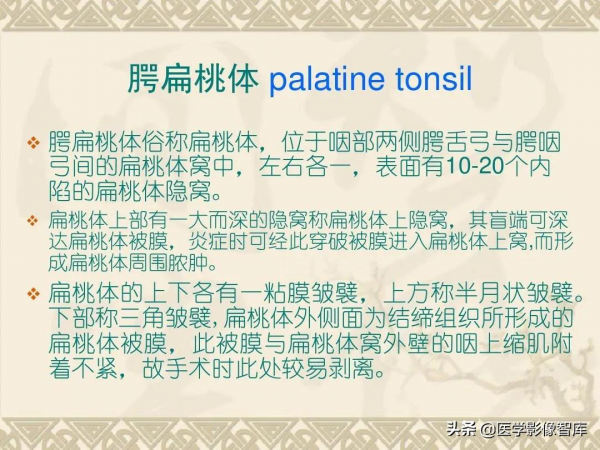 咽喉部解剖最全圖解，值得收藏