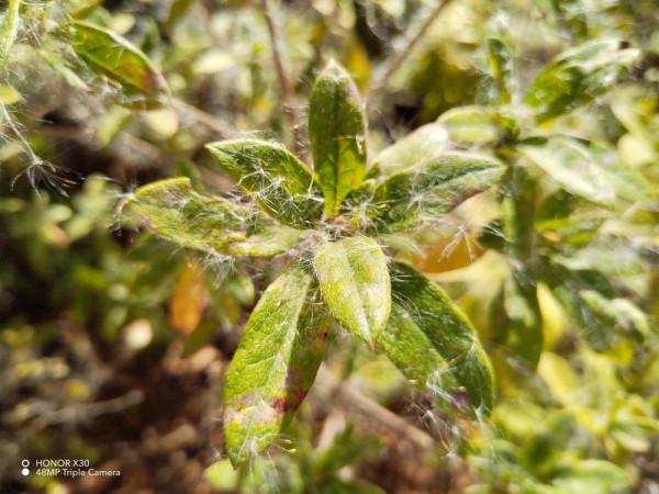 榮耀X30的優點與缺點上手體驗