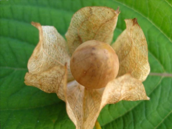 “假酸漿”又叫燈籠果,曾是兒時的玩具,能做涼粉,全草價值珍貴 “假酸漿”又叫燈籠果,曾是兒時的玩具,能做涼粉,全草價值珍貴