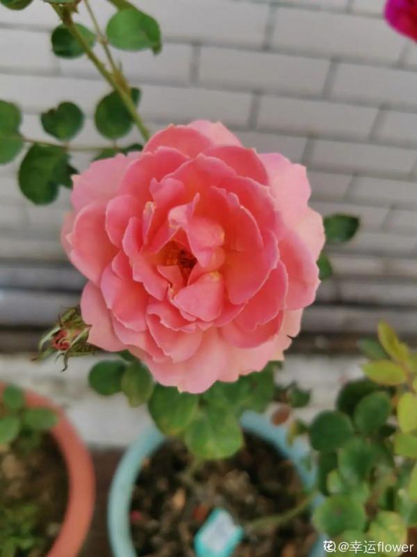 新房裝修完,養盆“天然淨化器”,淨化空氣身體棒 新房裝修完,養盆“天然淨化器”,淨化空氣身體棒