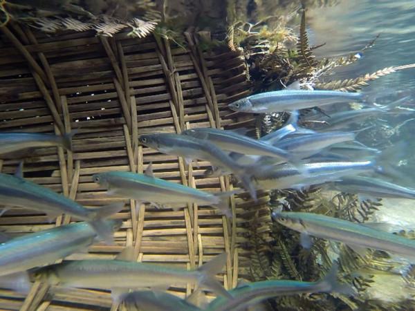 太湖銀魚該不該移植?曾經被引入21個省,如今變成“燙手山芋”? 太湖銀魚該不該移植?曾經被引入21個省,如今變成“燙手山芋”?