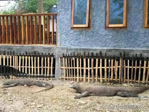 東南亞最大的國家“印尼”冷知識，帶你看看真實的印尼