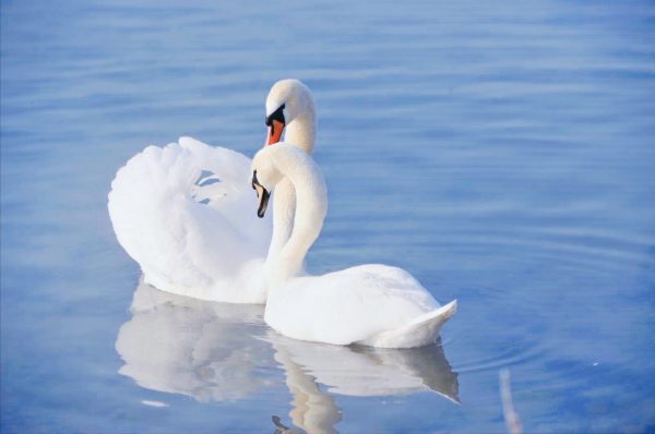 快來圍觀，愛與和平的守護者，情人節出來秀恩愛啦