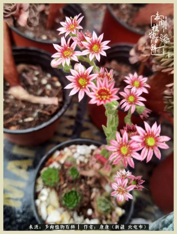 遠處都是風景，近處全是人生，眼前卻是多肉