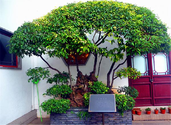 2種街道常見綠化樹，選根枝條“高壓扦插”，做成盆景價格更高