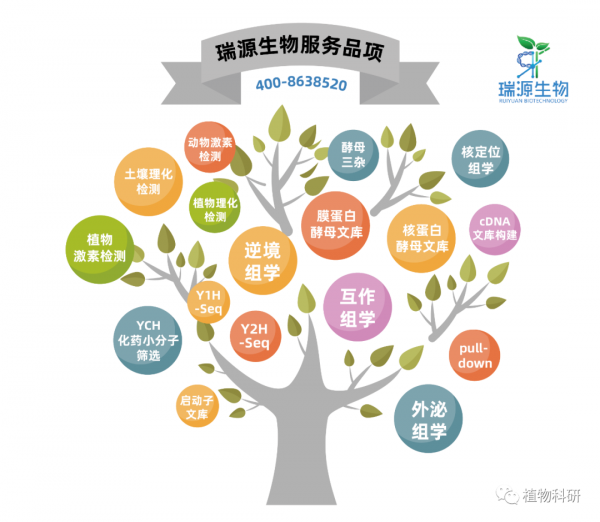 利用Y2H技術揭示了GmUBC9基因增強植物抗旱性並影響開花時間