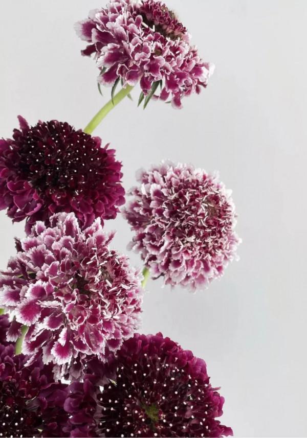 每天認識一朵花——松蟲草