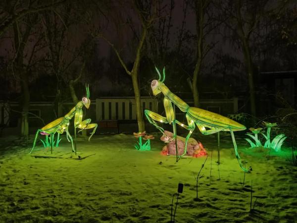 初一五植物園看花燈