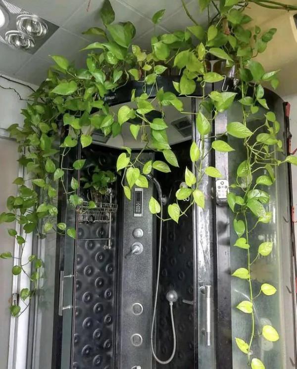 6種&OpenCurlyDoubleQuote;洋氣花&rdquo;，廁所裡養的旺，臭味吸光，衛生間變小花園