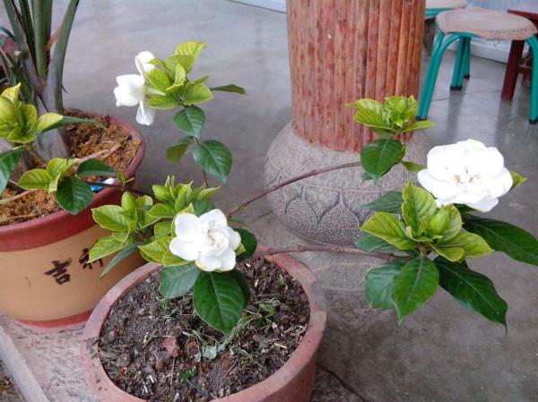 堪稱“養花利器”的黃豆該怎麼用？2種技巧，任你選擇