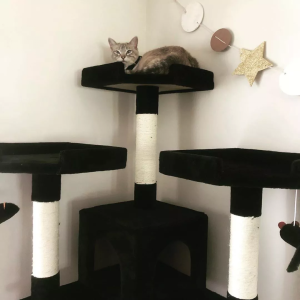 「趣味分享」這9個令人驚歎的貓爬架，一定有適合你家貓咪的