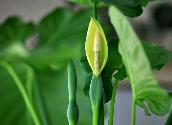 這三種“耐陰花”不適合在室內養，不是迷信，真的有“科學依據”