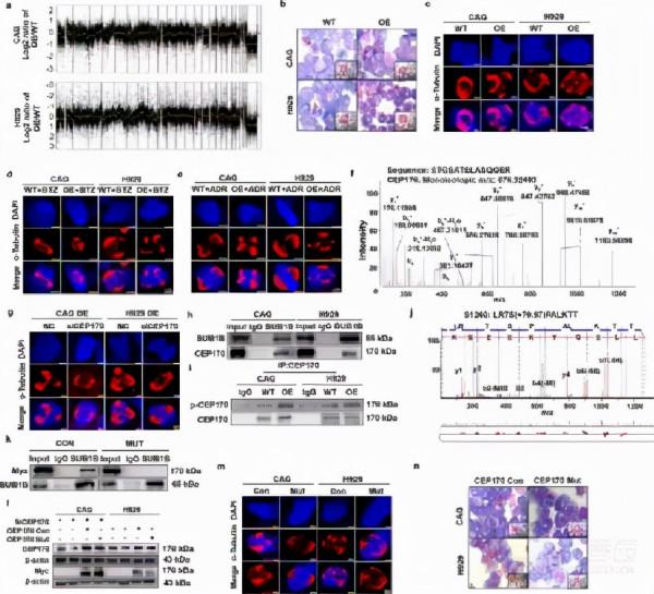 circRNA會影響你染色體穩定嗎？——來看看這個