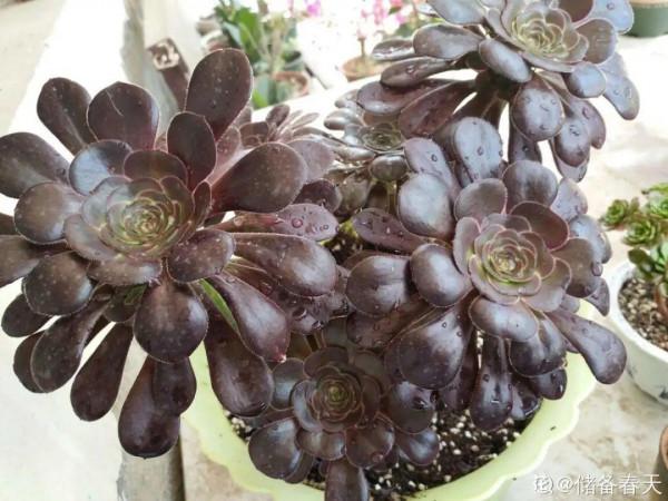 紅、黃、藍、黑，4種彩色多肉，你喜歡哪一款？