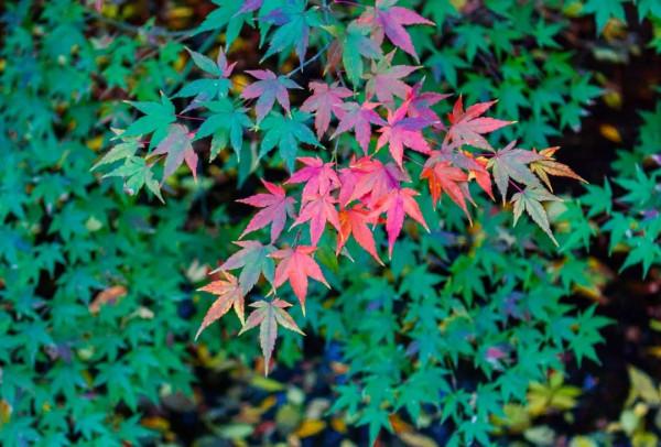 秋季養肺，推薦五個小技巧五款茶