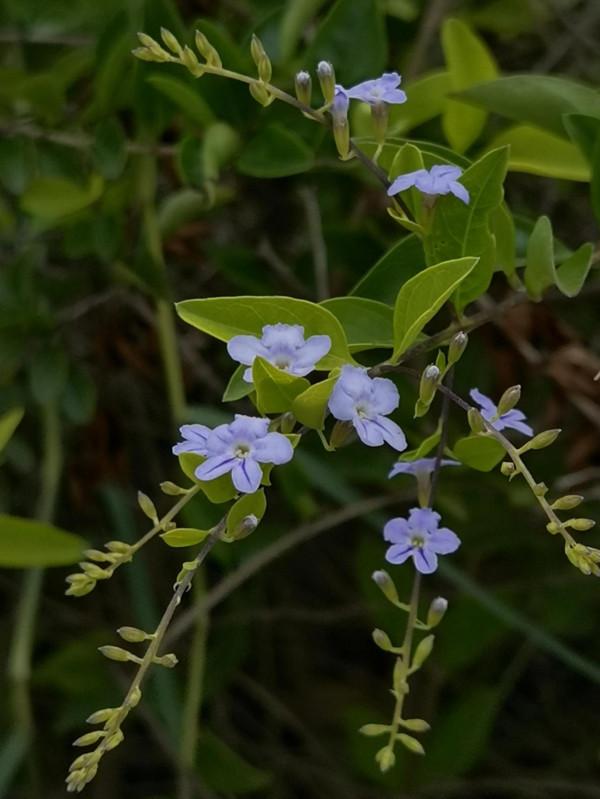 順手留影,我的貼身相機華為 Mate 40 pro+ 順手留影,我的貼身相機華為 Mate 40 pro+