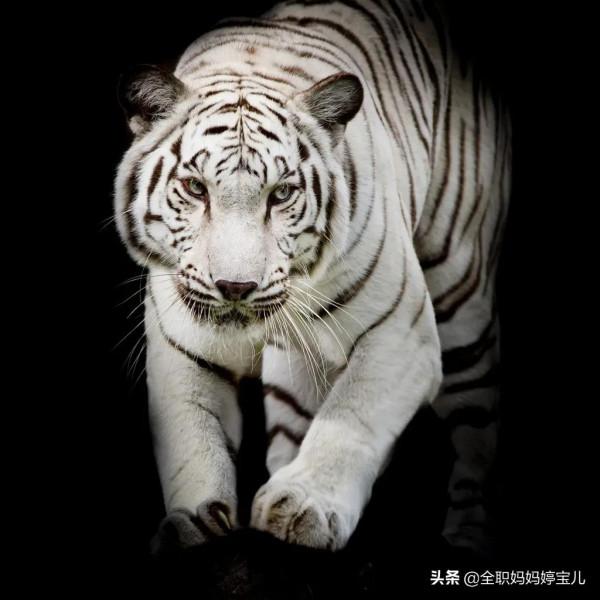 分享——白色的老虎