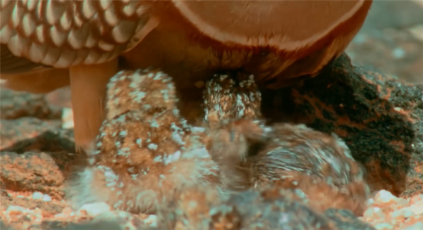 新疆發現沙雞,飛30裡去喝水,用腹部羽毛吸水,帶回去喂雛雞喝 新疆發現沙雞,飛30裡去喝水,用腹部羽毛吸水,帶回去喂雛雞喝