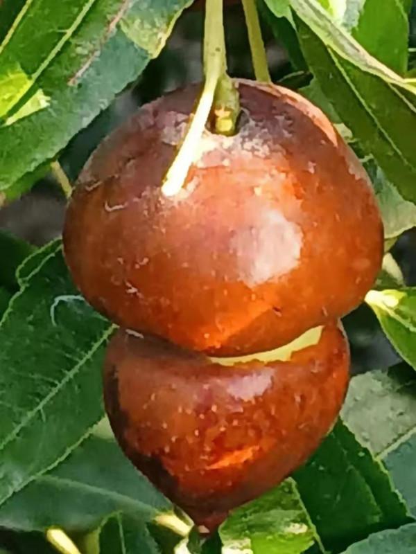 大學回村放羊年收入十五萬 大學回村放羊年收入十五萬