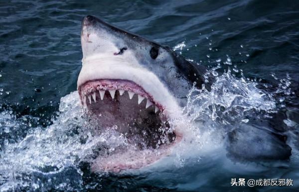 海難史上的奇蹟:中國水手獨自在海上漂流133天,靠吃鯊魚海鳥穿越大西洋 海難史上的奇蹟:中國水手獨自在海上漂流133天,靠吃鯊魚海鳥穿越大西洋