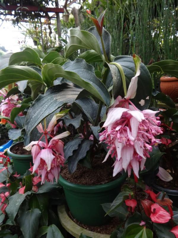 5種流行“網紅花”，謹慎入手，買著“真貴”，養起來太難