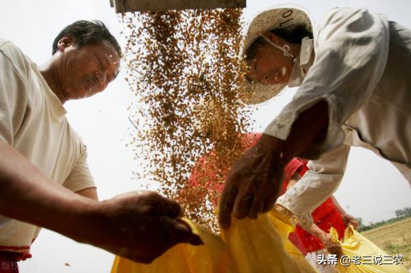 小麥想高產，只需記住“一千斤長相，八九百斤的產量”，效益翻倍