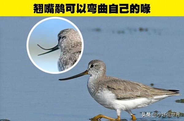 動物冷知識：與動物有關的7個有趣事實