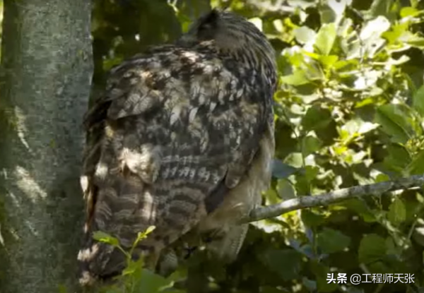 遼寧“大貓頭鷹”受傷被救,竟是國家保護動物!本名真不容易唸對 遼寧“大貓頭鷹”受傷被救,竟是國家保護動物!本名真不容易唸對