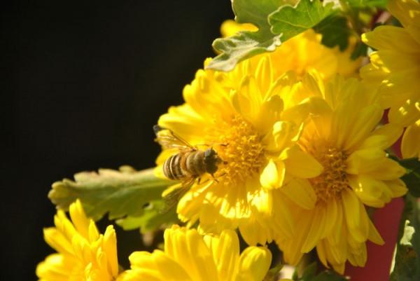 待得菊開時,誰曉其中味?——歷史上的詠菊詩 待得菊開時,誰曉其中味?——歷史上的詠菊詩