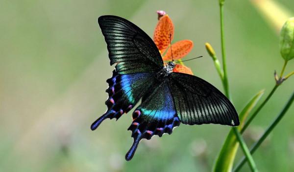 美麗的蝴蝶你知道多少？