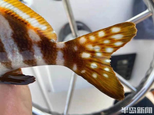 五彩斑斕！釣魚20年第一次見