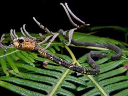 超級可愛的小蛇蛇 超級可愛的小蛇蛇