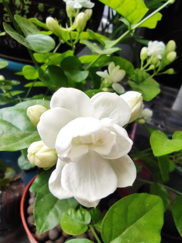 北方養花太難了！越冬難，澆水也麻煩，關鍵是養一盆死一盆