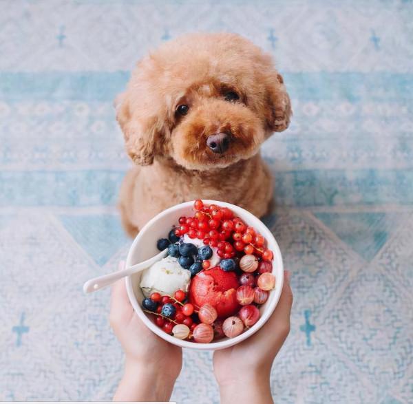 就算和泰迪“很熟”，也不要做這些事，它們不喜歡