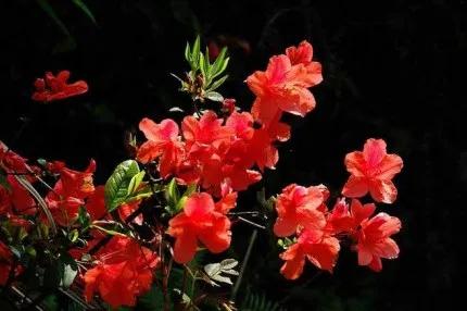 分享——杜鵑花