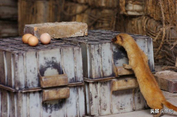 曾經的動物，北京七八十年代的近郊，你還有印象嗎？