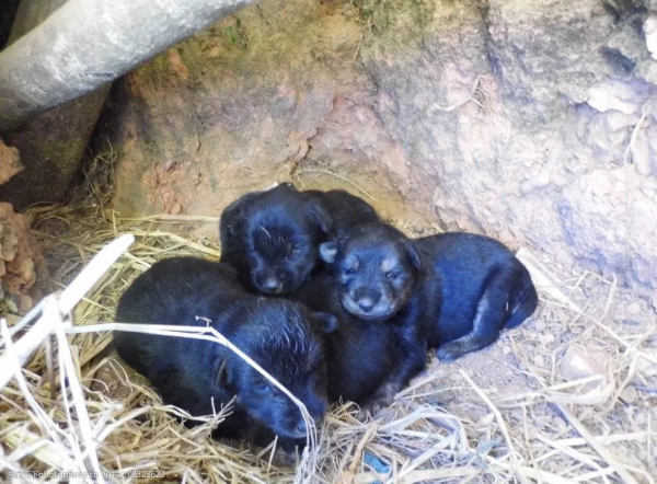 家裡曾養過一隻黑狗(鄉土散文) 家裡曾養過一隻黑狗(鄉土散文)