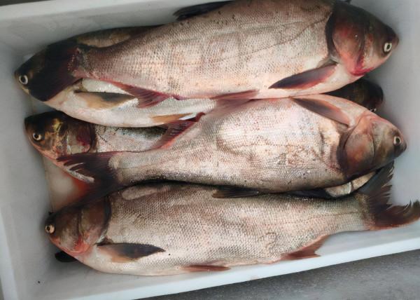 鰱魚的“尷尬”：食性廣、產量量也不低，為何野生的卻難見蹤影？