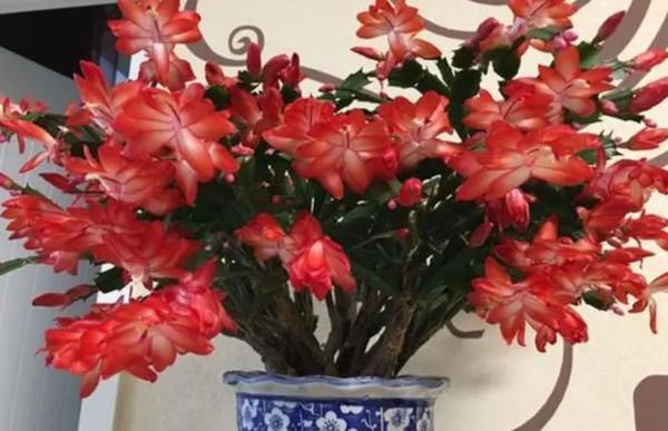 養7種花，適合用“小盆”，簡單好管理，長得更精神