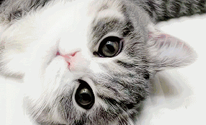 美國短毛貓丨銀虎斑