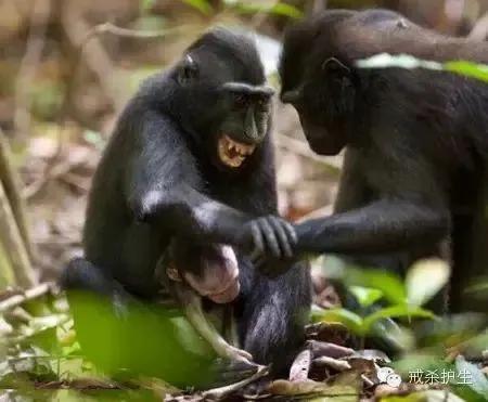 猴媽媽抱著死去的猴寶寶，幾天不撒手