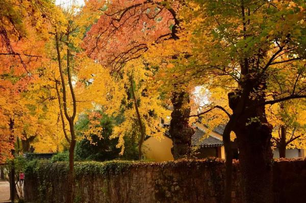 11月，國內這9個絕美山水之地，美成了一幅畫！隨手一拍都是桌布