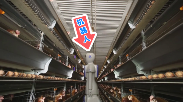 城裡人吃的雞蛋從哪裡來？每天產出240萬枚雞蛋的工廠瞭解一下