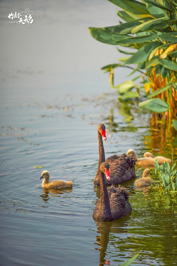 【生態懷柔】“團寵”天鵝棲息懷柔,這裡生態堪稱絕絕子! 【生態懷柔】“團寵”天鵝棲息懷柔,這裡生態堪稱絕絕子!