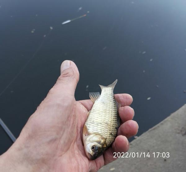 五個小時半碗淚水感動了水裡的精靈