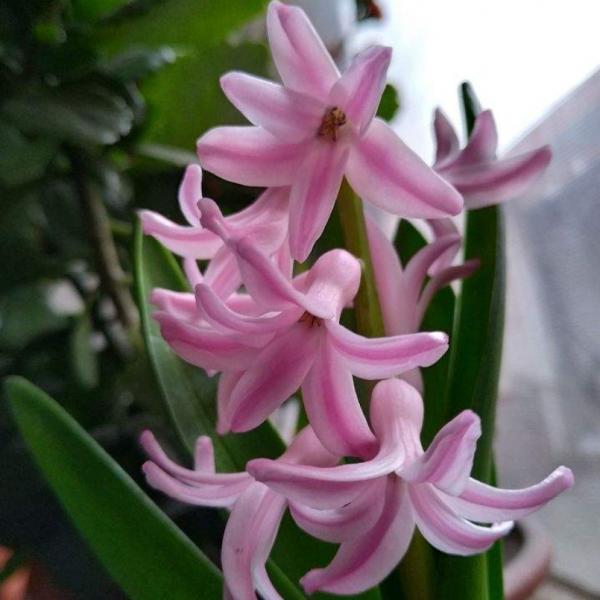 這3種花開完花就扔掉，第二年開花機率很小，別浪費時間